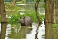 Assam Floods Over 240 Animals Including 20 Rhinos Dead As Kaziranga Assam Floods Over 240 Animals Including 20 Rhinos Dead As Kaziranga