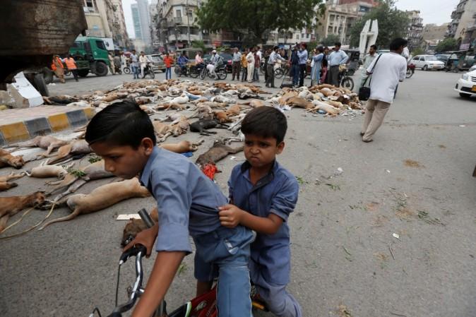 Children react as they ride a bicycle past the carcasses of dead dogs, collected after they were culled using poison by the municipality in Karachi, Pakistan, August 4, 2016. dogs