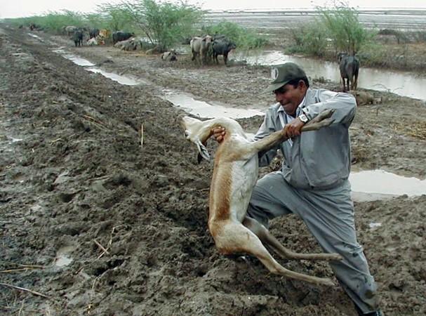 Floods Deer