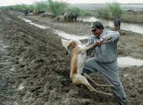 Floods Deer