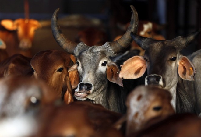 Cows