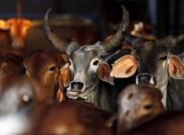 Cows