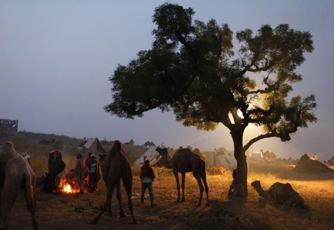 Pushkar fair, Rajasthan