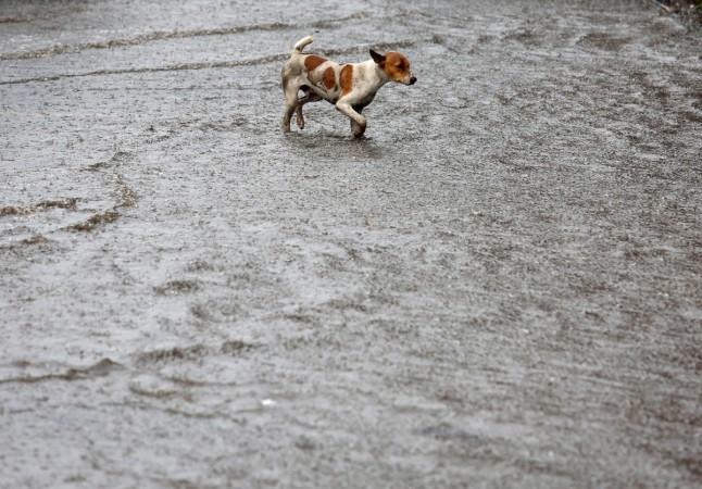 stray dog
