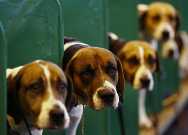 Dogs
