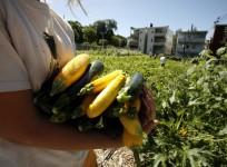 Squash aids breast health
