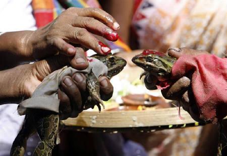 frog marriage