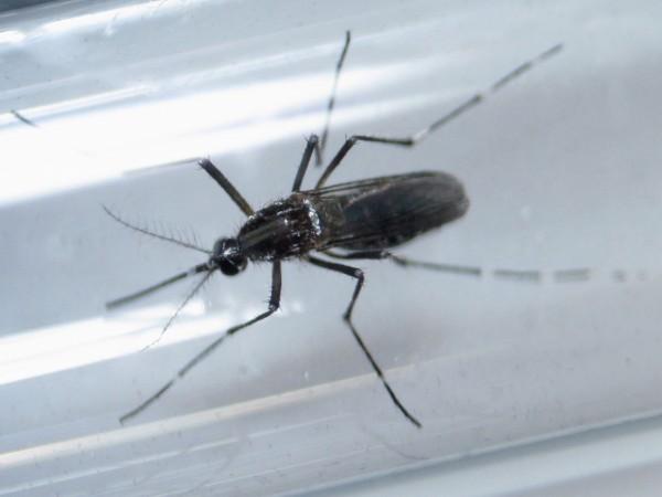 Zika infection causing mosquito Aedes aegypti