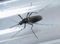 Zika infection causing mosquito Aedes aegypti