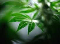 Cannabis