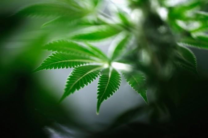 Cannabis