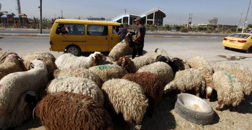 Residents can order sacrifices online this Eid al-Adha. Pictured: Sheep for sale are herded ahead of the Muslim festival of Eid al-Adha in Baghdad, Sept. 24, 2015. Eid Al-Adha