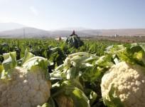Cauliflower