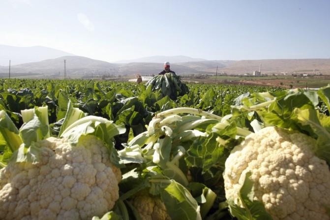 Cauliflower