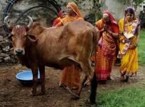 cow