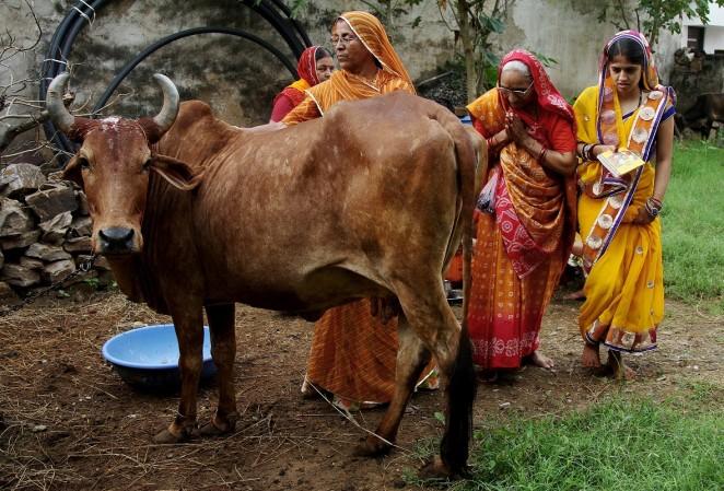 Pictured: Women worship a cow to seek blessings for their male child during Bach Baras festival in Ajmer, India August 29, 2016. cow