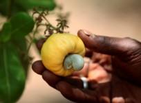 Cashew nut
