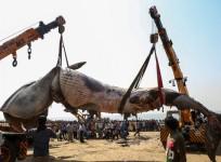 whale crane juhu beach