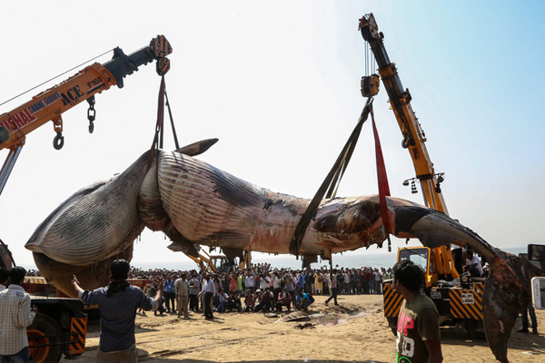 whale crane juhu beach