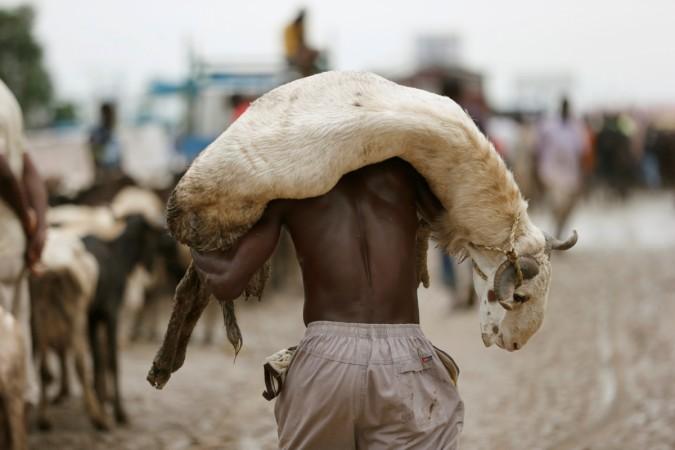 A man carries a sheep at a local livestock market, ahead of the Eid al-Adha festival, in Lagos, Nigeria September 11, 2016. Eid Al-Adha