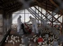 India is declared bird flu- free