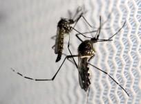 aedes aegypti