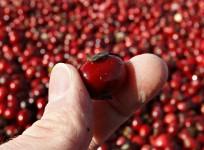 Cranberry