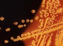 drug resistant superbug e coli