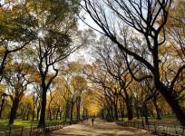 Fall Foliage season