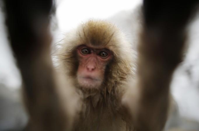 Camera-friendly animals