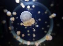 Jelly Fish