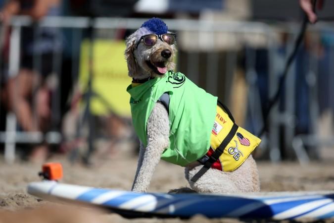 Surf City Surf Dog competition