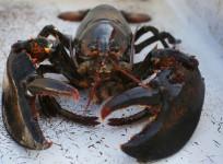 Lobster
