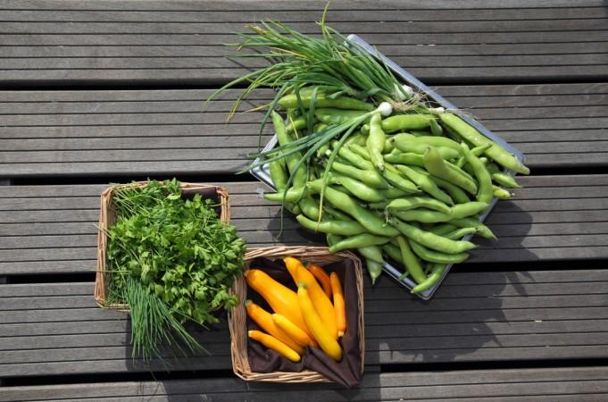 Orgeval yellow courgettes, chives, parsley, broad beans and spring onions from the vegetable kitchen garden installed on the roof of La Mutualite building in Paris. World Heart Day 2016