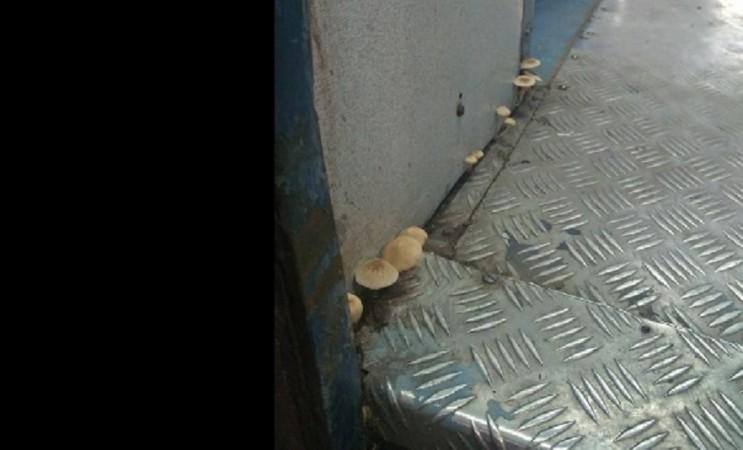 Mushrooms inside Indian train