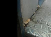 Mushrooms inside Indian train