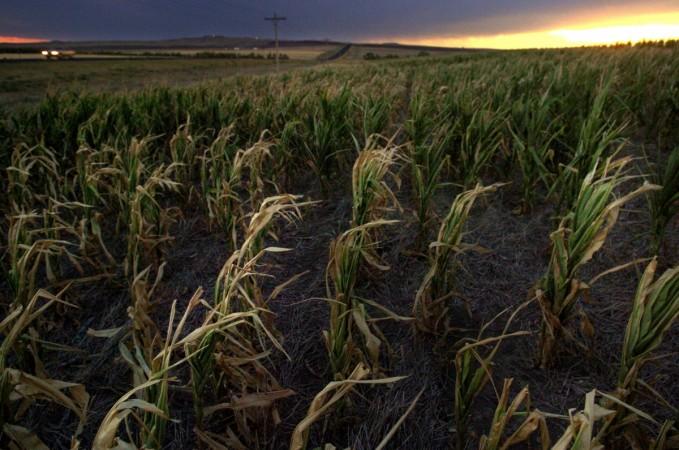 Scientists plan to test their genetic engineering technique to improve the water efficiency of other food crops Global Warming