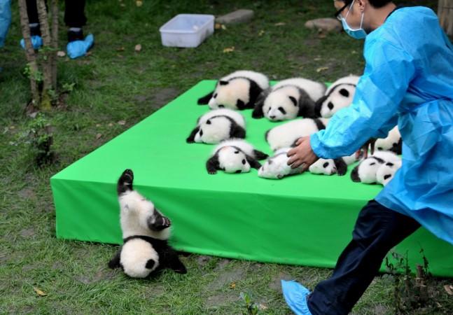 Giant Pandas