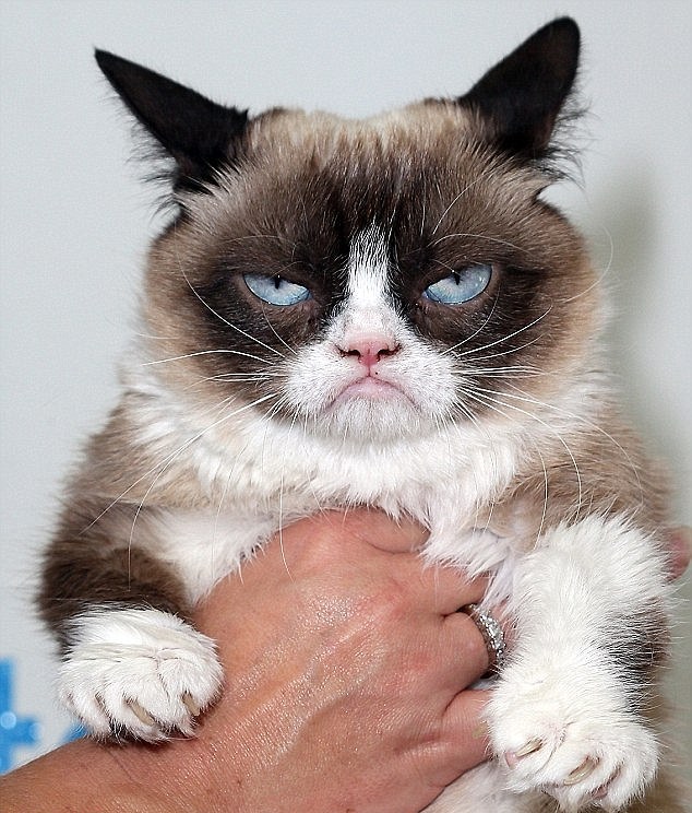 RIP Grumpy Cat: The Science Behind The Feline's Famous Frown