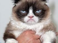 Grumpy Cat unveils DC waxwork and makes Broadway debut