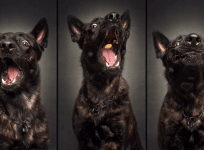 Fascinating dogs catching treats images by photographer Christian Vieler