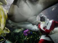 Head diver Philip Chan feeding fishes