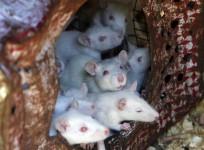 Mice