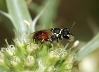 Hylaeus bee