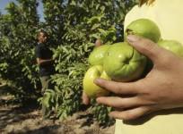 Guava