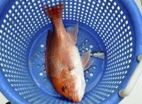 Red snapper fish