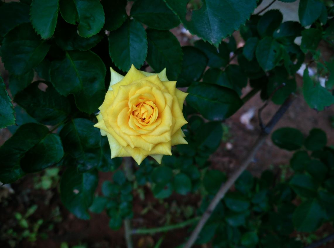 Smartron t.phone Review: Solid smartphone, but got too much competition