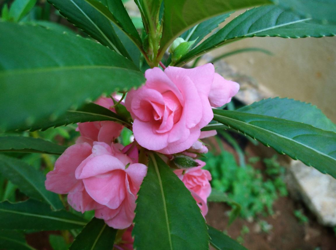 Smartron t.phone Review: Solid smartphone, but got too much competition