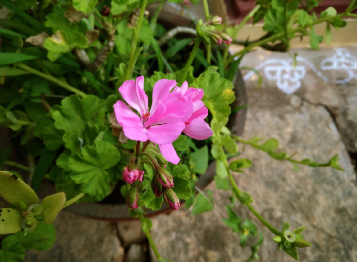 Smartron t.phone Review: Solid smartphone, but got too much competition