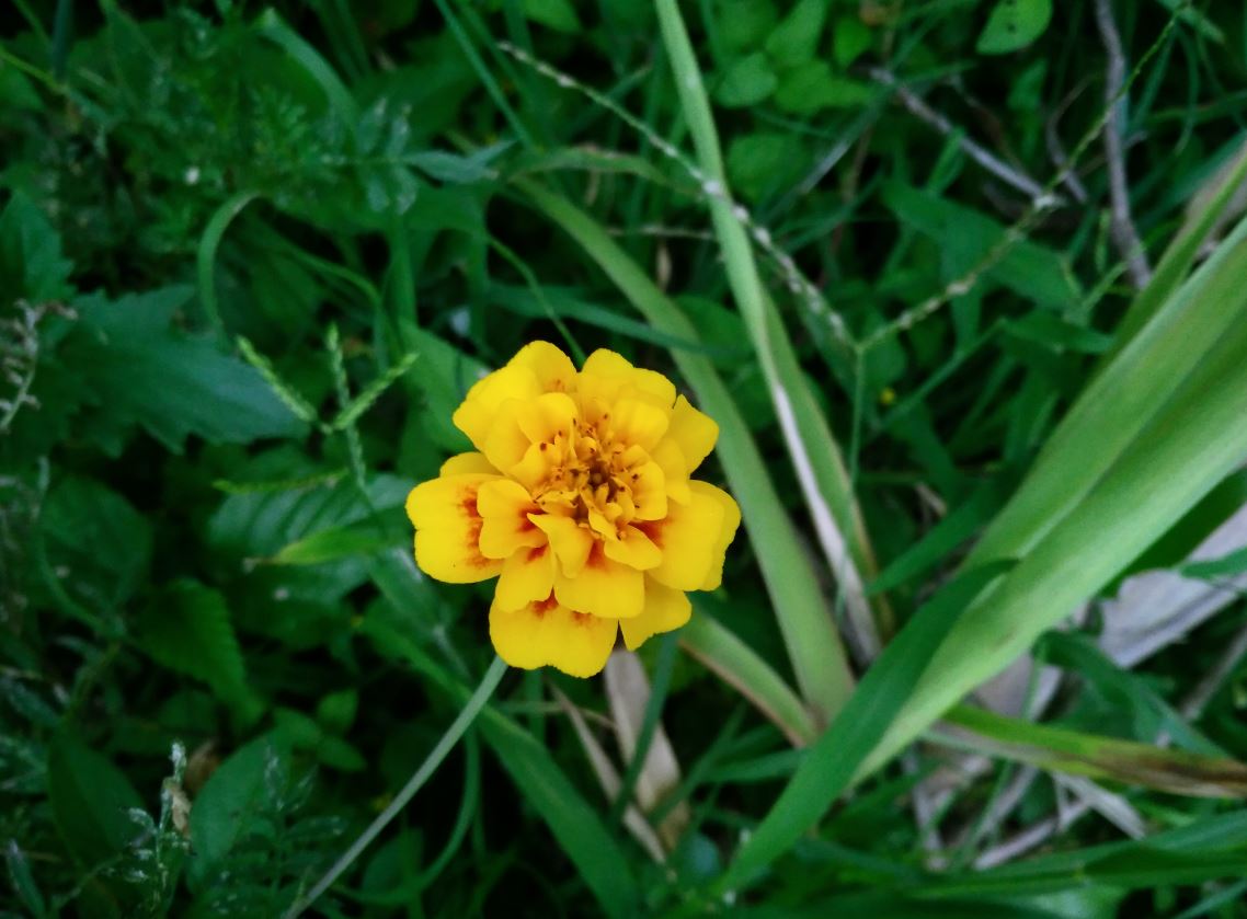 Smartron t.phone Review: Solid smartphone, but got too much competition